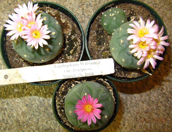 Lophophora Williamsii var. decipiens flower variations